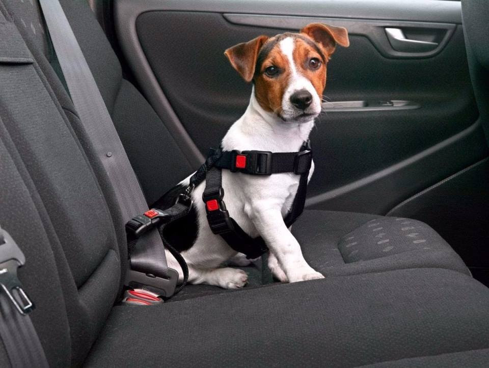 Cómo viajar con las mascotas en el auto? - 100% SEGURO